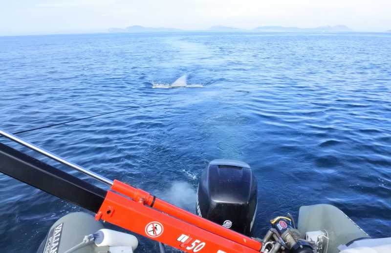 dsc_5469_manta-trawl_sampling_3